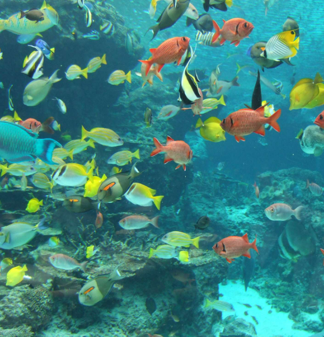 Aquariums water treatment