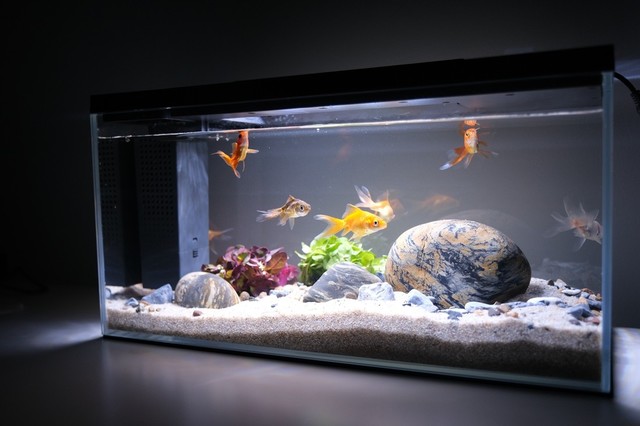 Activated Carbon Fish Tank use guide