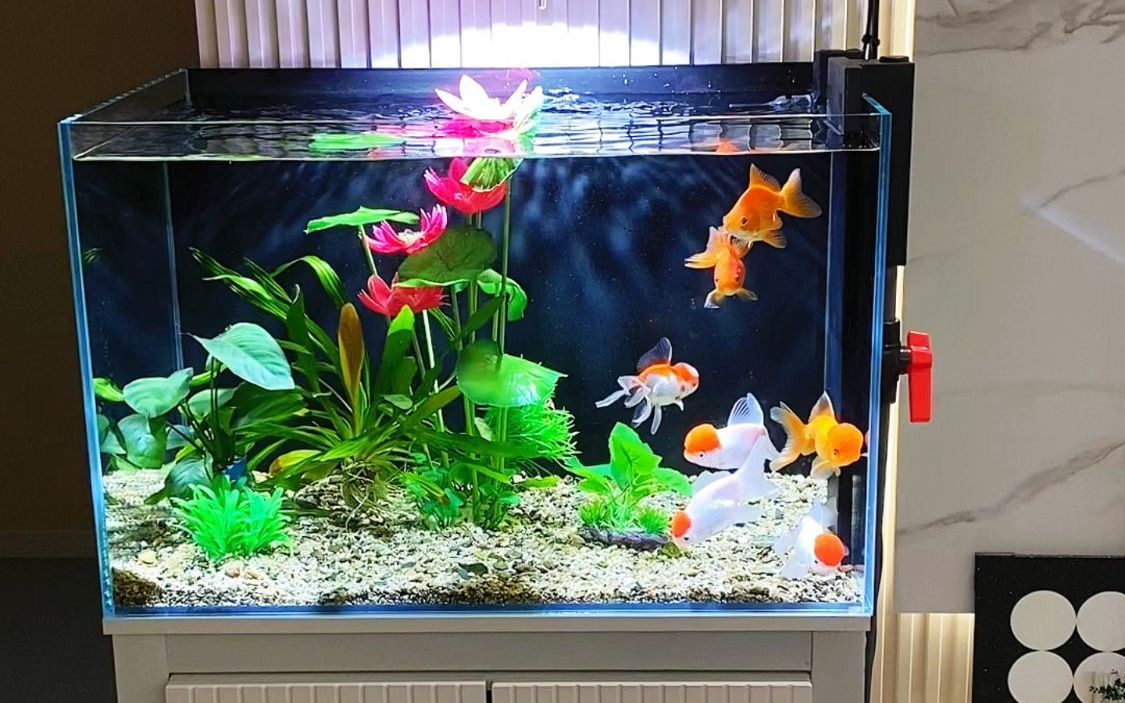Home aquarium filtration